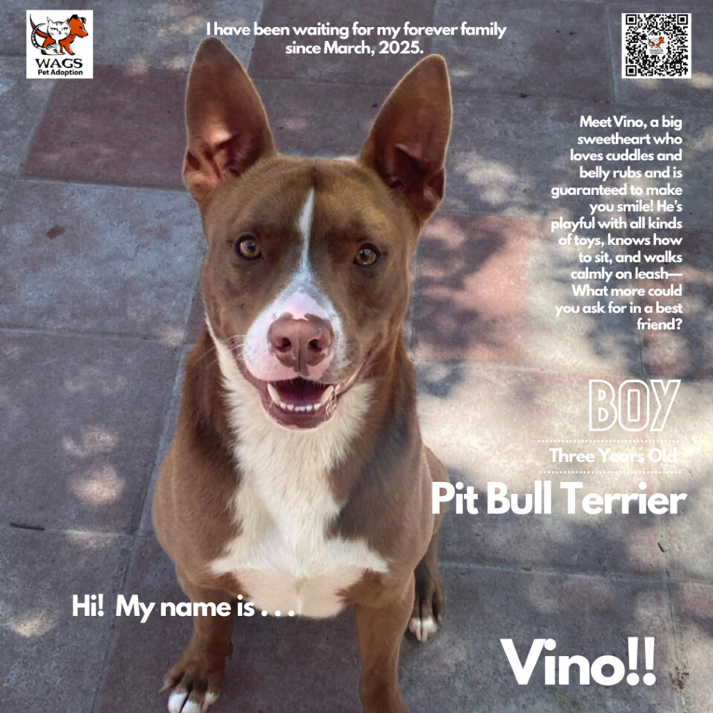 Vino