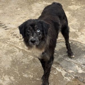 Peewee, Young Male Mixed Breed