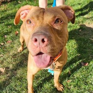 Lexi, Adult Female Terrier