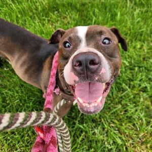 Muddy Mississippi, Adult Male Pit Bull Terrier