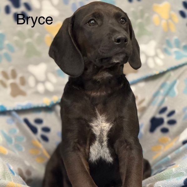 Bryce(light Green) thumbnail 1