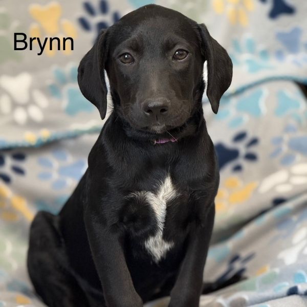 Brynn(purple) thumbnail 1