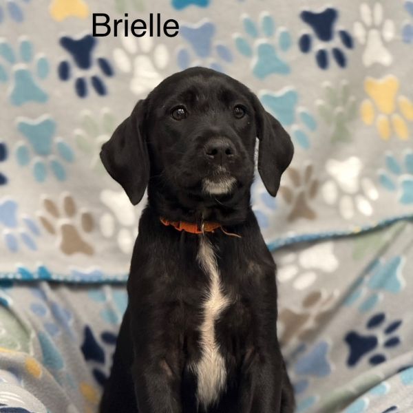 Brielle(orange) thumbnail 1