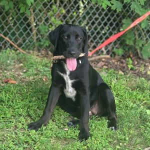Blair(yellow), Baby Female Labrador Retriever