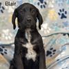 Blair(yellow) photo 2