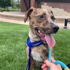 Rosanna, Young Female Catahoula Leopard Dog