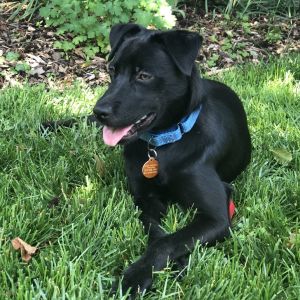 Lana, Young Female Labrador Retriever
