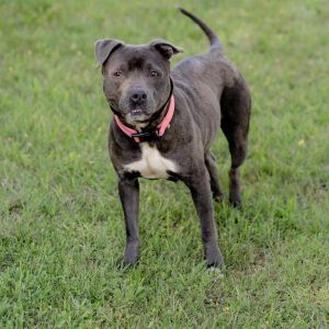 Lorraine, Adult Female Pit Bull Terrier