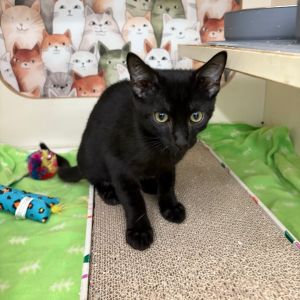 KC Jo Domestic Medium Hair Cat