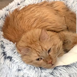 Indy, Adult Male Domestic Medium Hair
