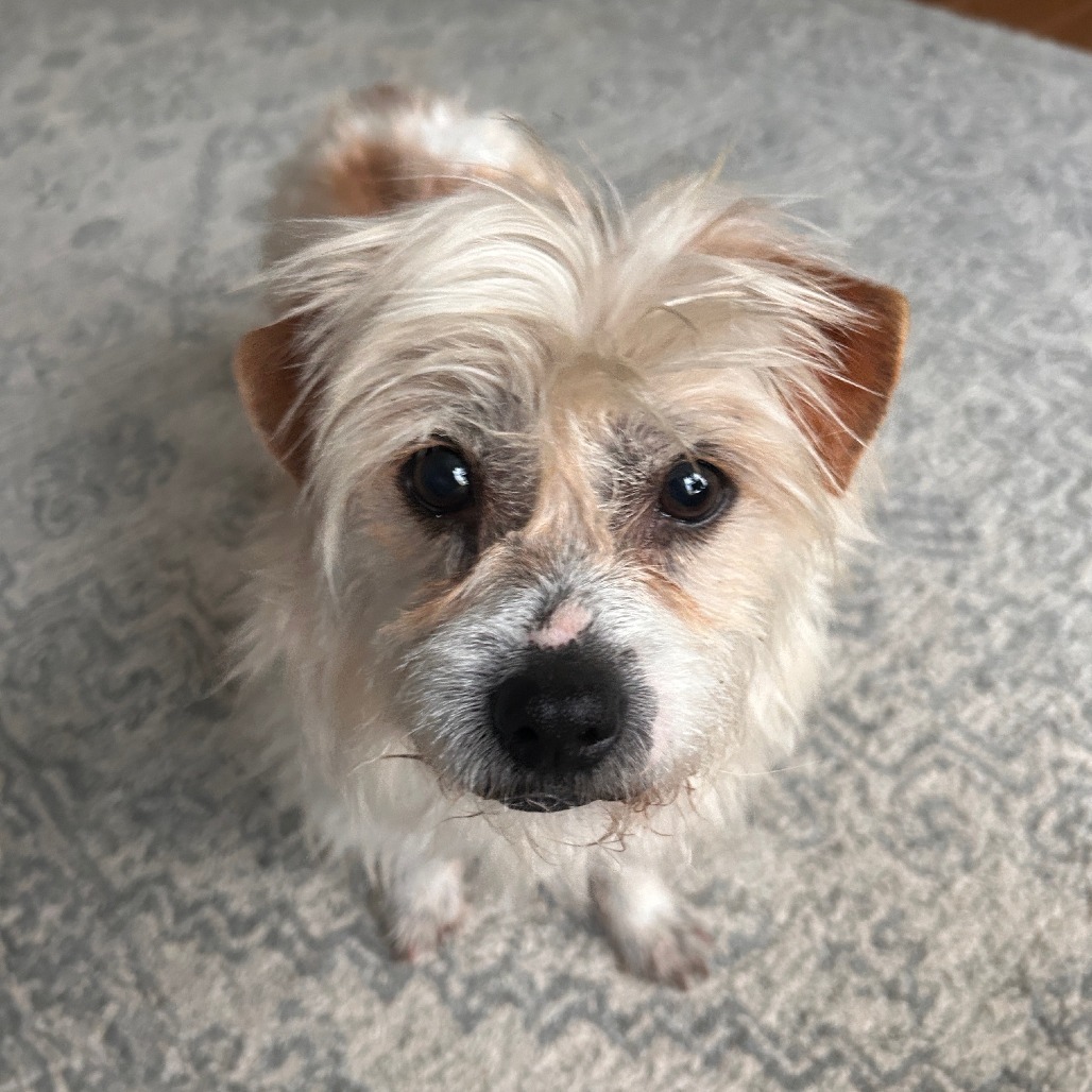 Alfie