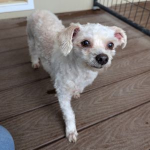 Meet Lovie Bubby a 9-pound 6-year-old Maltipoo with a gentle soul still learning how to trust Lov