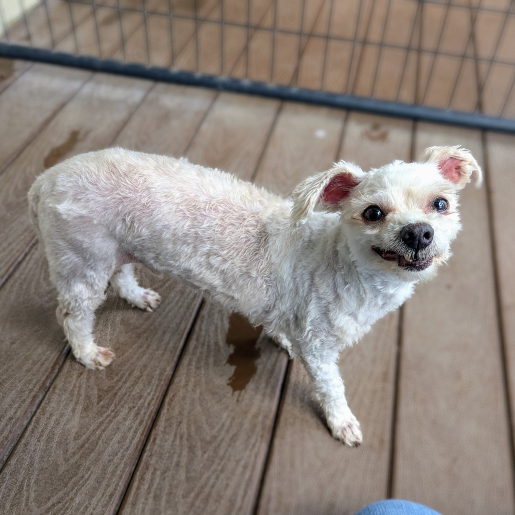 Lovie Bubby, an adoptable Maltese, Poodle in Houston, TX, 77006 | Photo Image 2