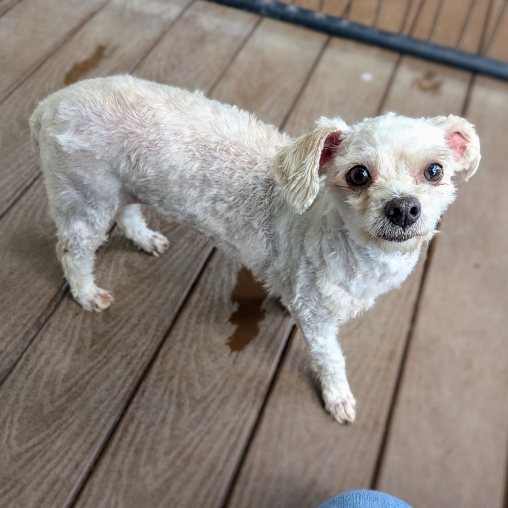 Lovie Bubby, an adoptable Maltese, Poodle in Houston, TX, 77006 | Photo Image 4