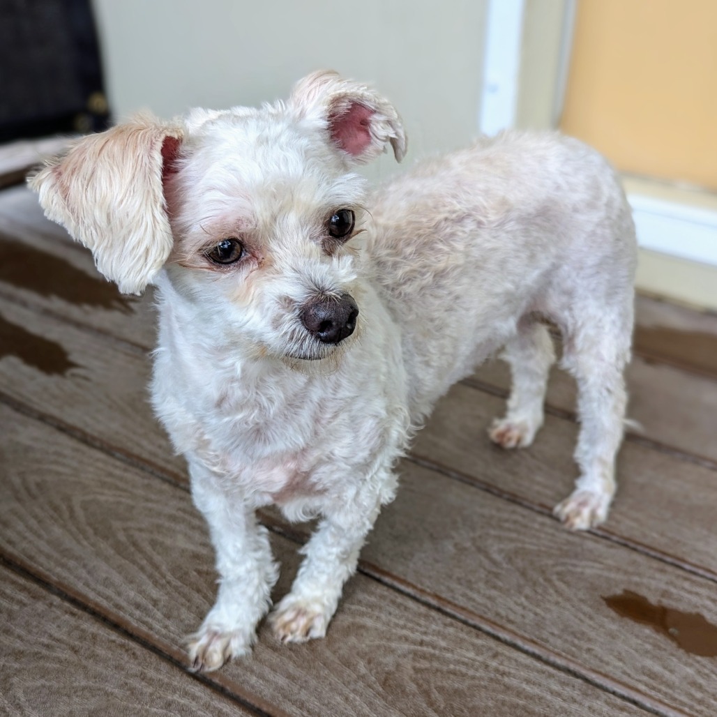 Lovie Bubby, an adoptable Maltese, Poodle in Houston, TX, 77006 | Photo Image 5