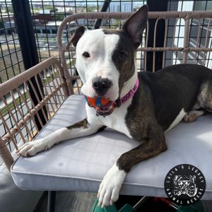 Camden, Adult Male Terrier