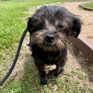 I am bonded with Mack so we are only available for adoption as a pair