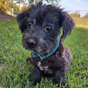 I am bonded with Beverly so we are only available for adoption as a pair
