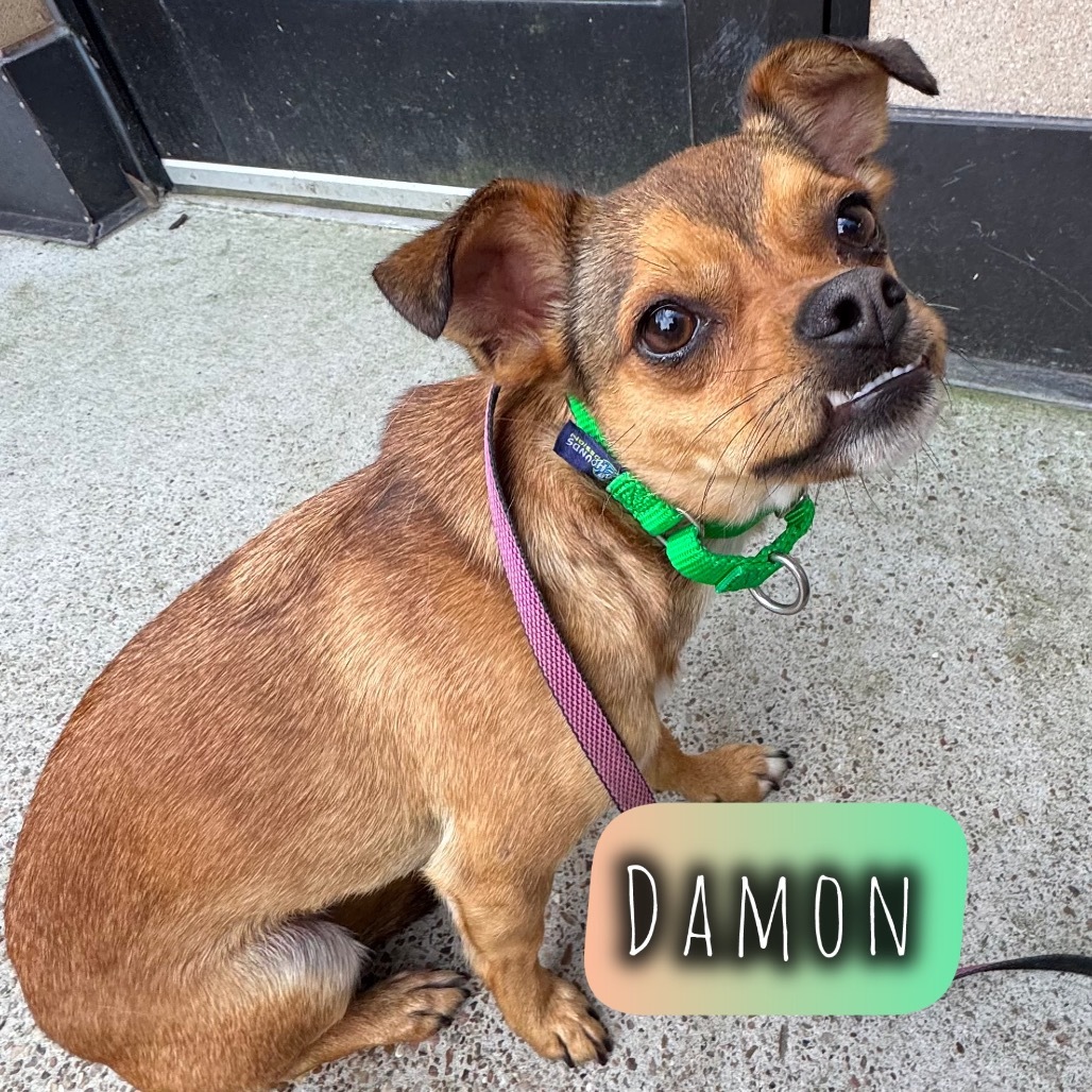 Damon