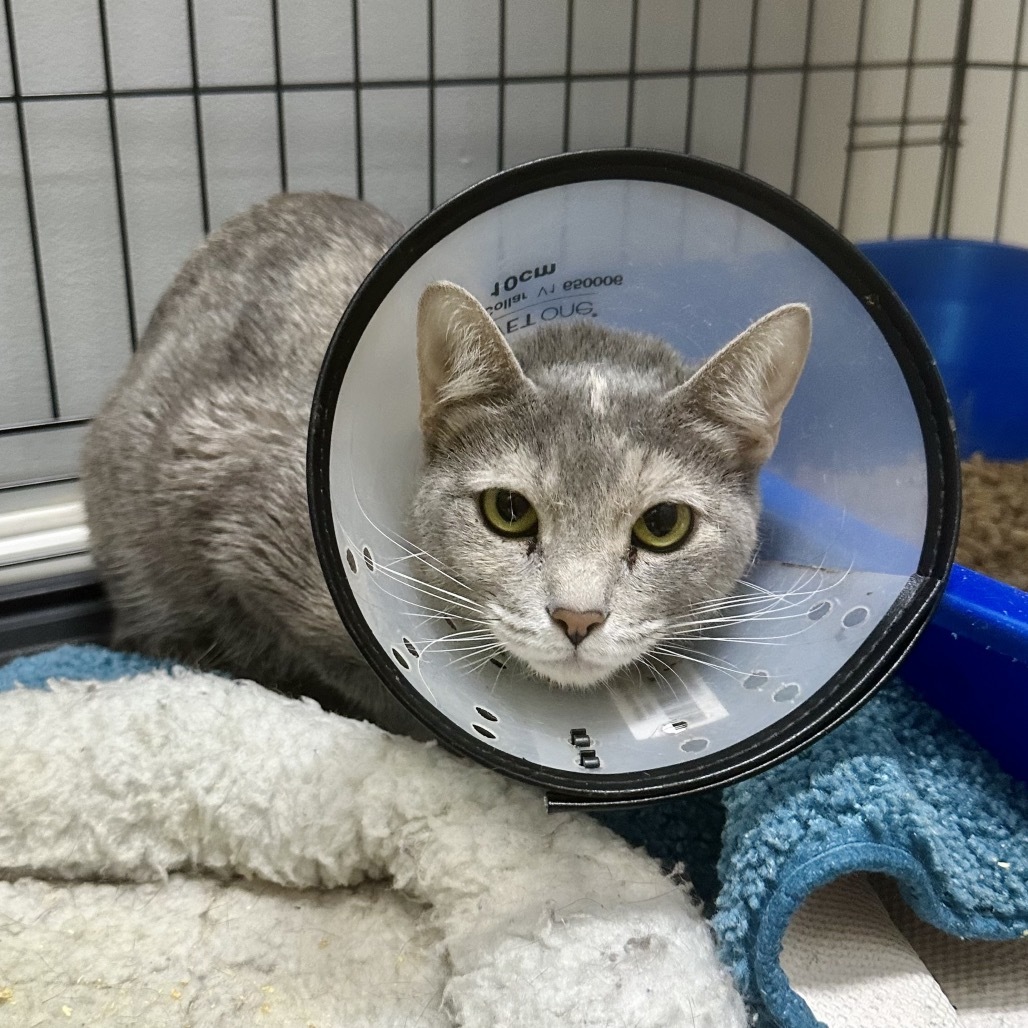 Pru ~Sullivan Petsense~