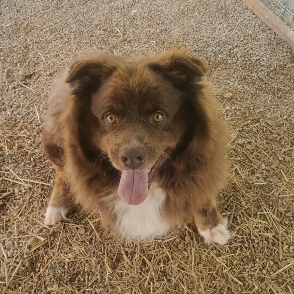 Koda