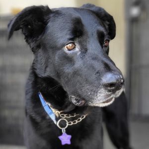 Say hello to Frank This handsome 75-pound boy is full of potential and ready to find his forever ho