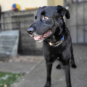 Say hello to Frank This handsome 75-pound boy is full of potential and ready to find his forever ho