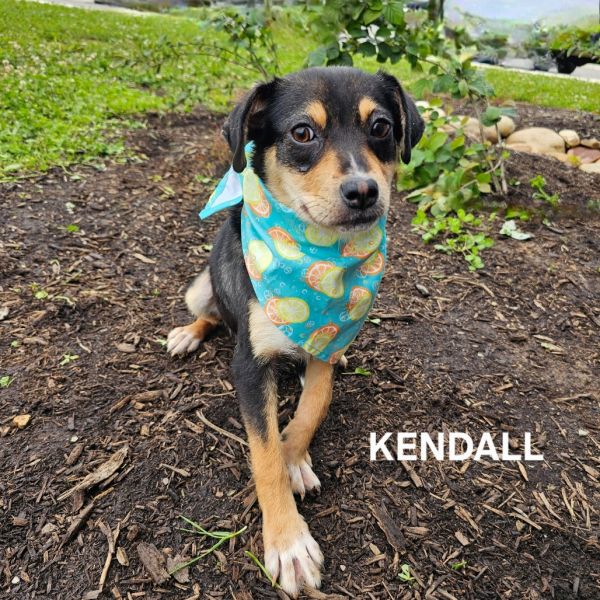 Kendall thumbnail 1
