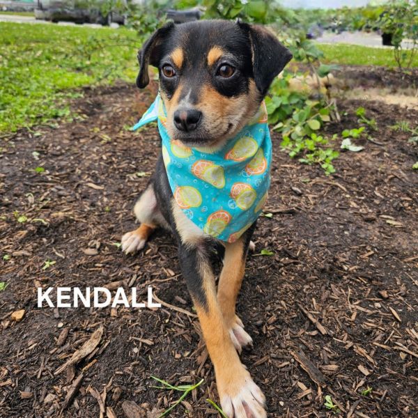 Kendall thumbnail 2