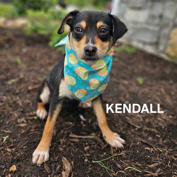 Kendall thumbnail 3