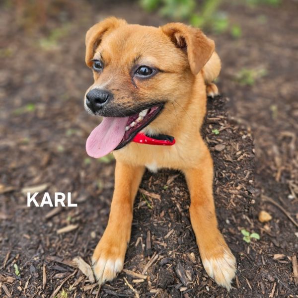 Karl thumbnail 1