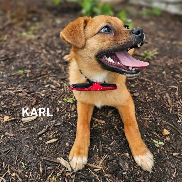 Karl thumbnail 2