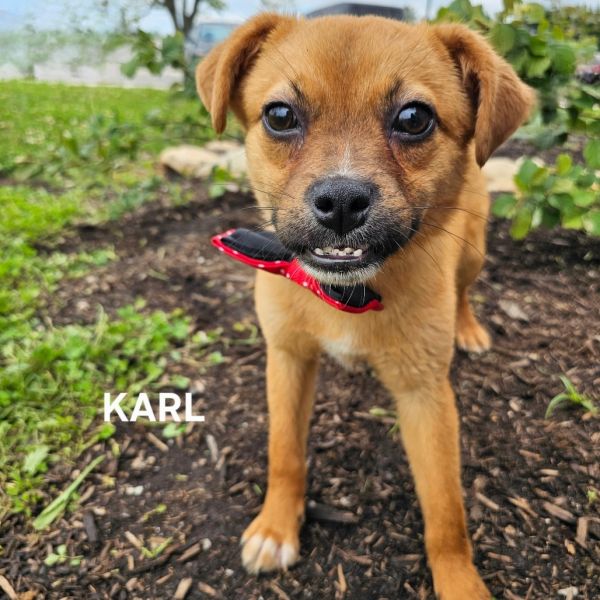 Karl thumbnail 3