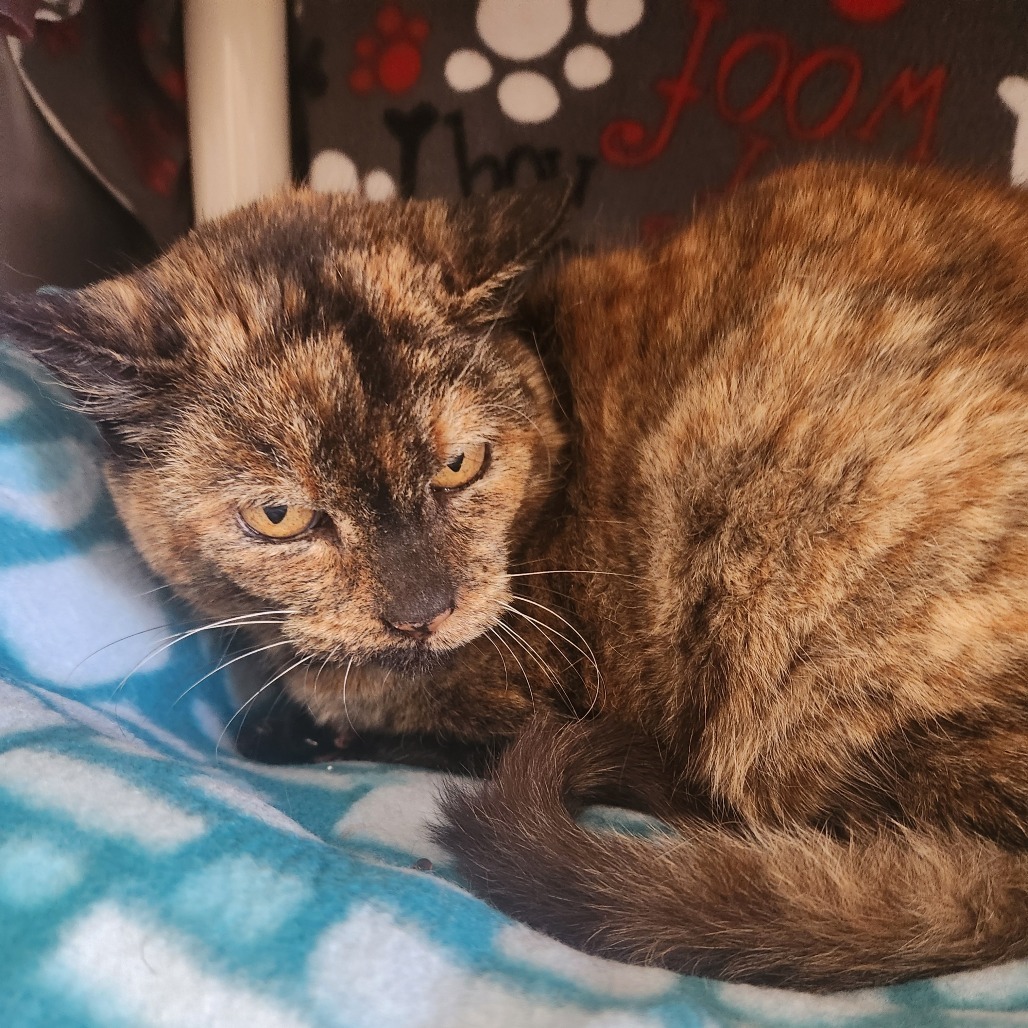 Crumble, an adoptable Domestic Short Hair in Fort Bragg, CA, 95437 | Photo Image 1
