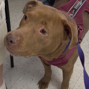 Lola (Gilda), Adult Female Pit Bull Terrier
