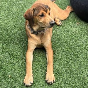 Nala Hippo, Young Female Retriever
