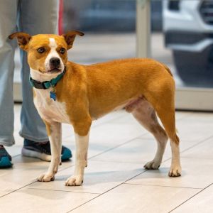 Galveston, Adult Male Terrier