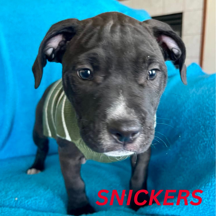 Snickers