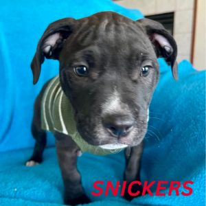 Snickers, Young Male English Bulldog