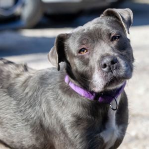 Critter, Senior Male Pit Bull Terrier