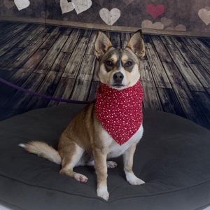 Daffodil, Adult Female Husky