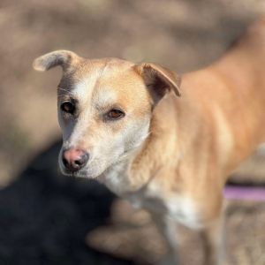 Frank, Adult Male Terrier