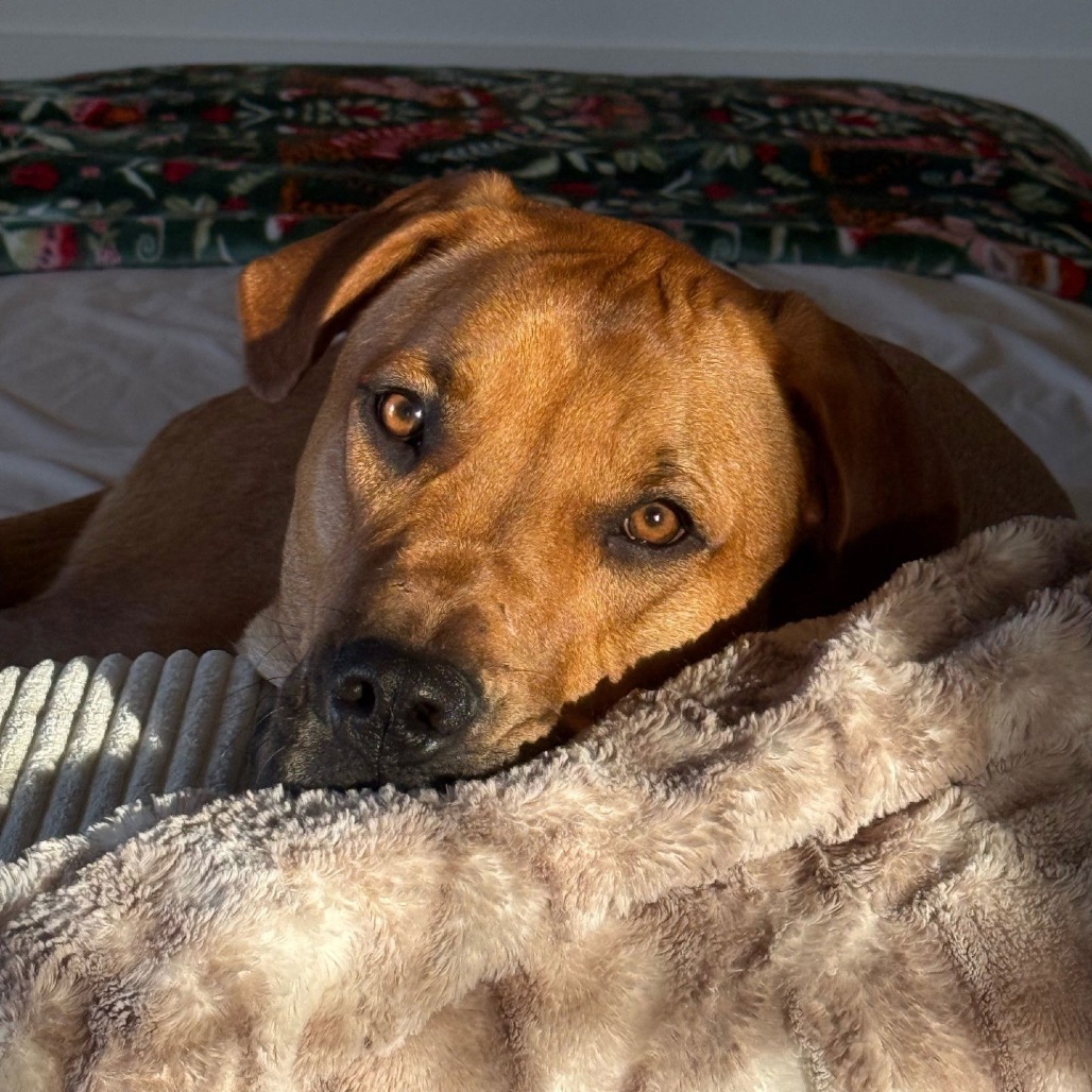 Willow (Annie/Daisy Bell)