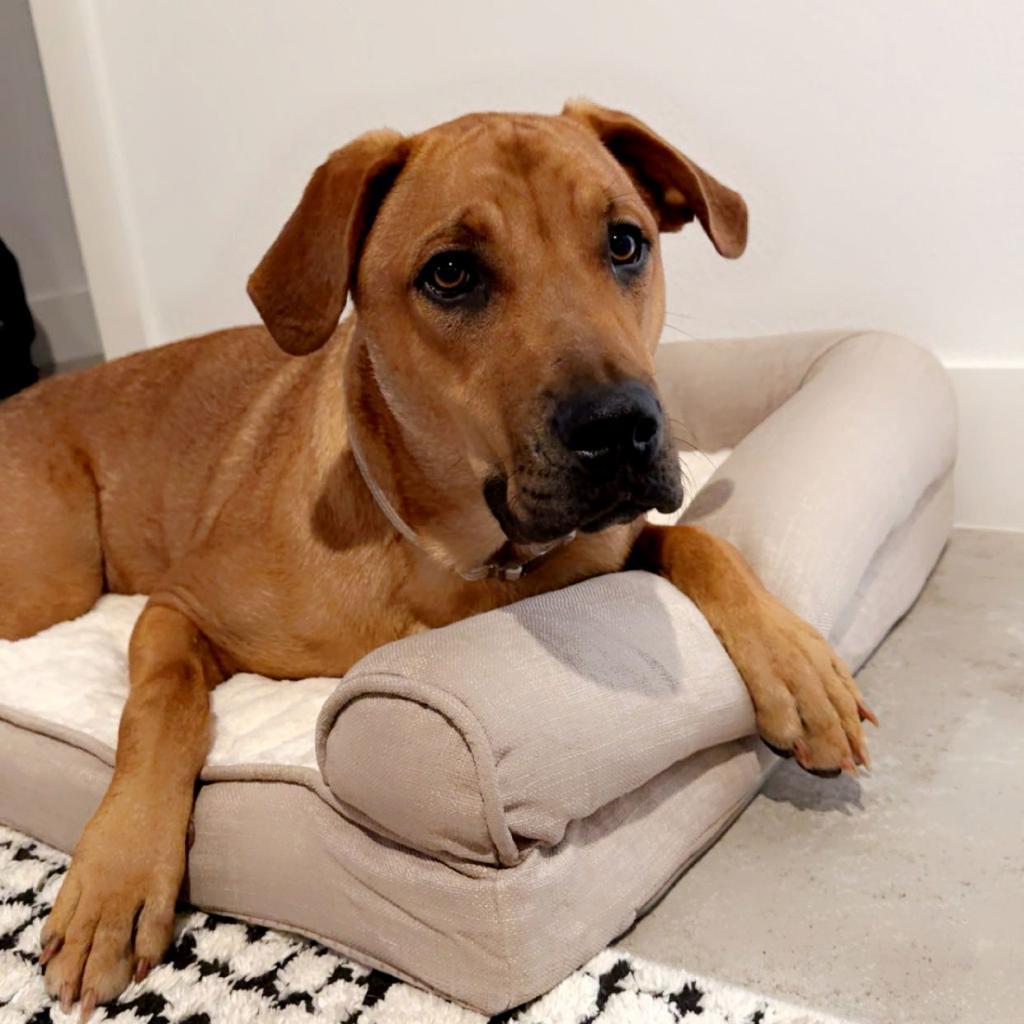 Willow (Annie/Daisy Bell)