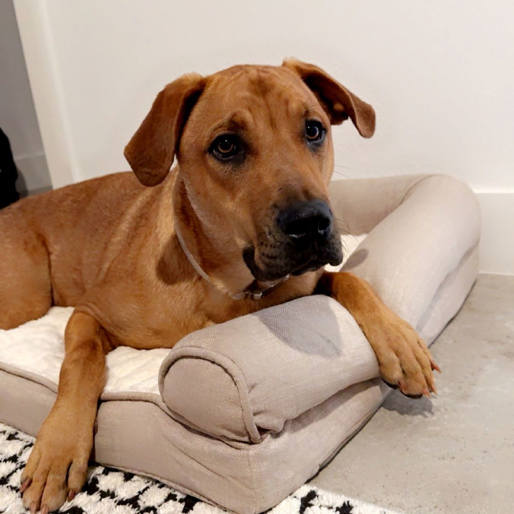 Willow (Annie/Daisy Bell)