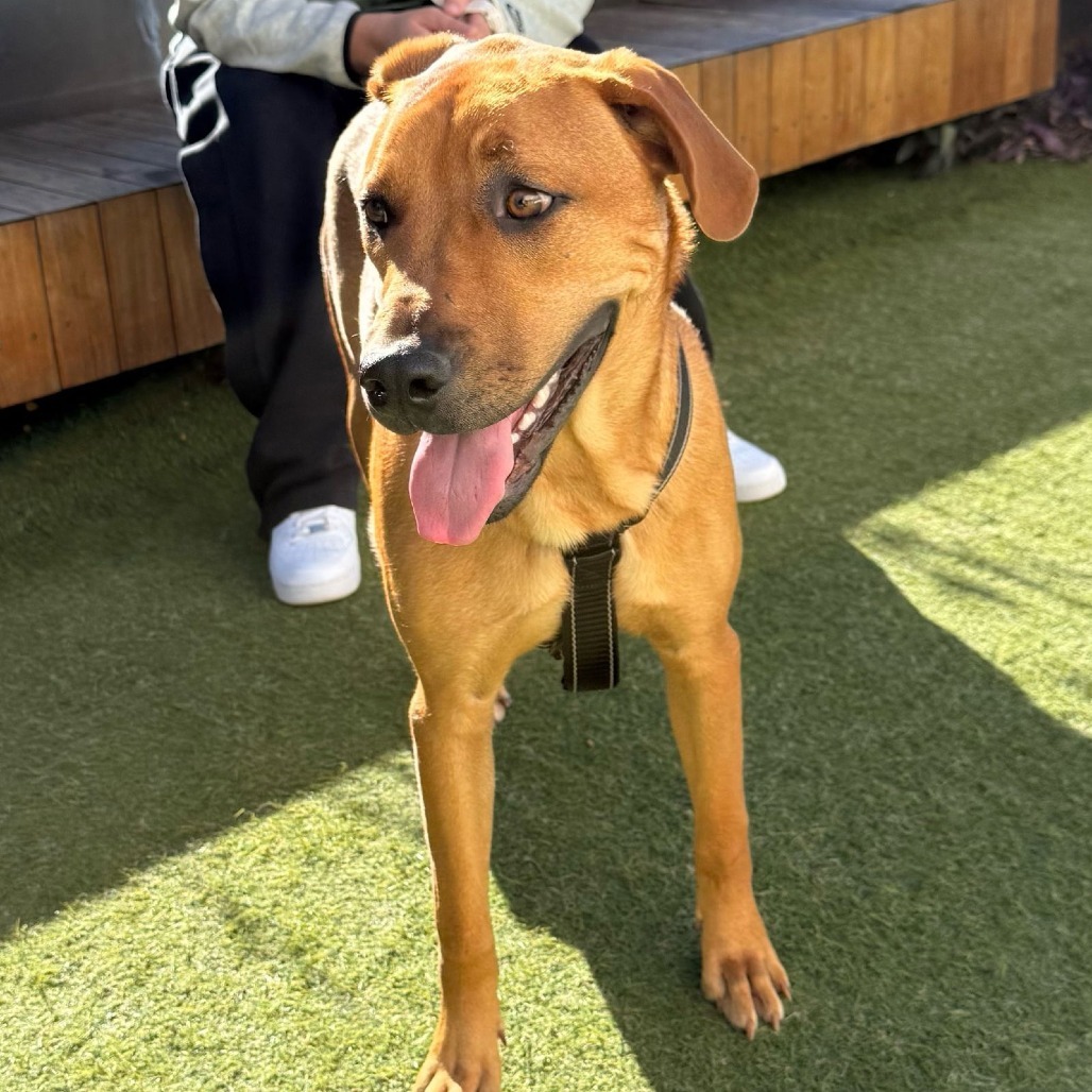 Willow (Annie/Daisy Bell)