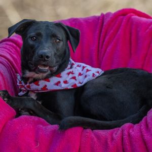 Star, Adult Female Black Labrador Retriever