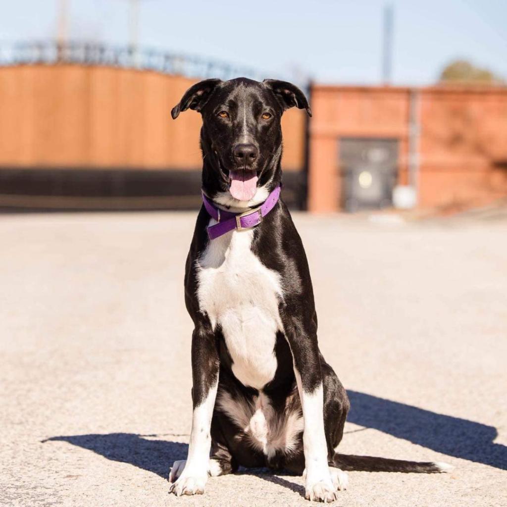 Gusto, an adoptable McNab, Great Dane in Weatherford, TX, 76087 | Photo Image 2