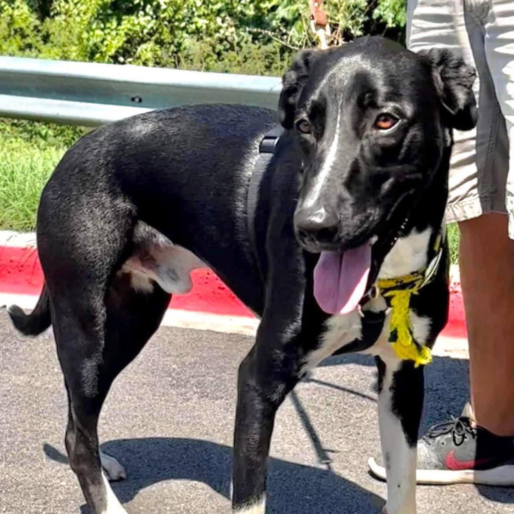 Gusto, an adoptable McNab, Great Dane in Weatherford, TX, 76087 | Photo Image 3