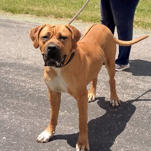 Dixie Doo, Adult Female Mastiff
